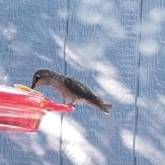 Meet your Posher, Robin - Picture 6 of 6